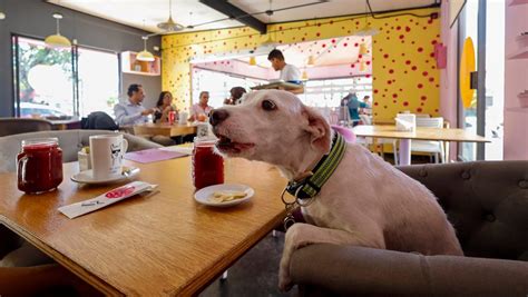 Puebla Pet.